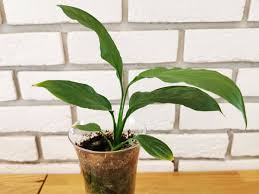 Gentle enough to use every time you water. How To Propagate Peace Lily Plant Index
