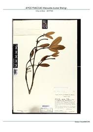 Image result for Malouetia