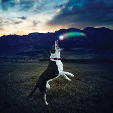 Light Up Dog Ball Flashing Dog Ball Led Dog Ball Light Up Dog Toys