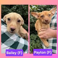 Fredericksburg VA Please find me a home Perfect pup Good w dogs Adopt,  foster-rescue, pledge Share