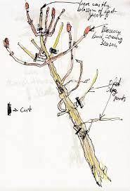 Illustrated Diagram Showing How To Prune Hydrangeas Fungardenz Pruning Hydrangeas Fruit Trees Hydrangea Garden