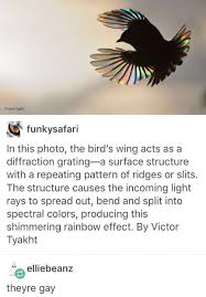 Why Do Birds Fly South For The Winter Joke Pin On Bio