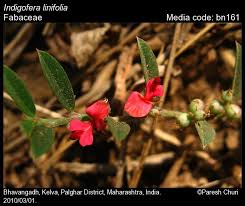 Image result for Indigofera oxalidea