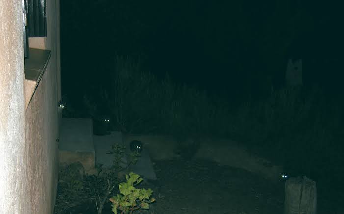 Why Do Eyes of Cats, Dogs and Other Animals Glow in the Dark? | Sci.News