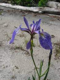 Blue Flag Iris Iris Versicolor Provincial Flower Of Quebec Family Iris Iridaceae Habitat Marshes W Blue Flag Iris Plant Photography Iris Versicolor