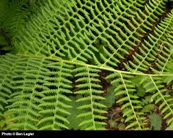 Image result for Athyrium
