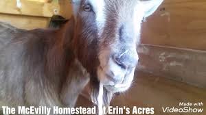 Goat With Frothy Bloat Youtube