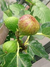 いちじくの育て方 植え付けや肥料の与え方は 鉢植え栽培もできる Greensnap グリーンスナップ