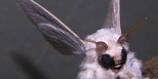 We did not find results for: Real Life Fairy Is Discovered Deep In The Jungle Then Disappears The Dodo