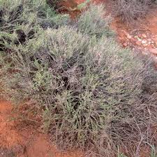 Image result for Pentzia incana