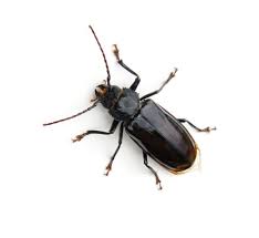 Many types of bugs are small and black, if they are biting bugs they can be annoying and a health hazard. Getting Rid Of Beetles In Your House Thriftyfun