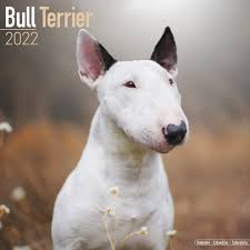 Image result for bulteriér