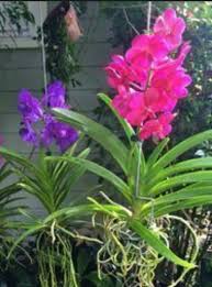 44b jalan bola tampar 13/14,, shah alam, 40100, malaysia. How I Lost Money In Planting Orchids Koon Yew Yin Koon Yew Yin S Blog I3investor