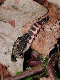 Ljubljana (slovenia), three higher instar larvae out of six collected in the first half of september 2013 and 2015. Sankthansorm Lampyris Noctiluca