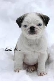 Pin On Pug Mixed Breeds