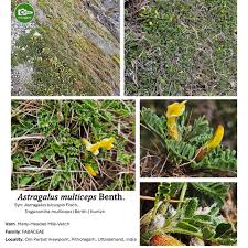 Image result for Feretia aeruginescens