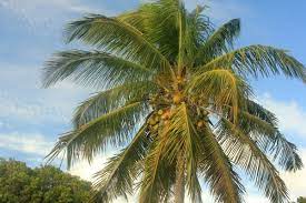 Download in under 30 seconds. Palm Beach Coconut Trees Free Stock Photos Download 16 495 Free Stock Photos For Commercial Use Format Hd High Resolution Jpg Images Sort By Relevant First