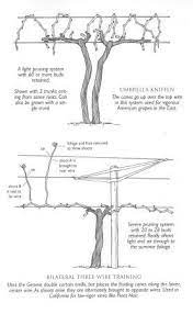 Ould look pretty good see more diy grape trellis plan on beach tend of grapevine a grape trellis. Diy Grape Vine Trellis How To Build A Homemade Arbor In The Backyard