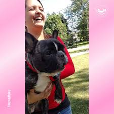 However, as a breed, frenchies are less barky a weekly email newsletter with cute frenchie pics and videos from around the world. Funniest Family Moments Funny French Bulldog Screaming Barking At The Dog Park Facebook