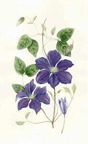 Check spelling or type a new query. Clematis Delphinium Bouquet And Delphiniums On Pinterest Botanical Painting Clematis Flower Botanical Drawings