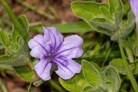 Image result for Ruellia cordata