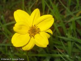 Image result for Bidens burundiensis