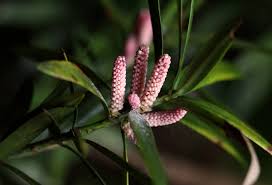 Image result for Podocarpus latifolius