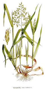 Image result for Poa annua