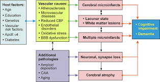 Frontiers Pathology And Pathogenesis Of Vascular Cognitive