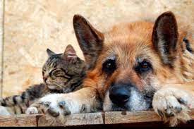 Бездомные животные