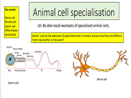 Humans, for example, also have hundreds of different cell types. Animal Cell Specialisation Teaching Resources