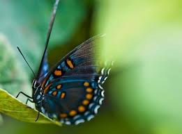 The 100 Butterfly Quotes Lovequotesmessages