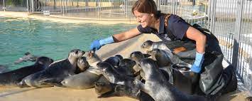 Die seehundstation ist eine leistungsfähige anerkannte betreuungsstation für meeressäuger. Neu Buchen Sie Ihren Besuch Jetzt Auch Online Seehundstation Norddeich