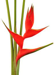 Durable plastic foliage and trees make ideal outdoor decorations, while more delicate foam or silk flowers are perfect for a small bunch of flowers to either walk down the aisle or to brighten a room in a vase. Tropical Flowers Arrangements