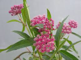 This document points out 11 invasive plant species most likely to take advantage of this disturbance and how to recognize them as seedlings and young plants. Why Can T I Buy Tennessee Native Plants Or Can I Tennessee Smart Yards Native Plants