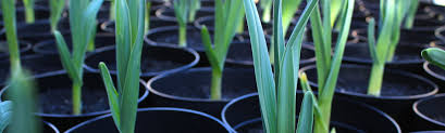 There are four ways to know when to harvest your garlic. How To Grow Garlic Growing Tips Advice The Garlic Farm