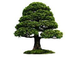 Tree Png Images Pictures Download Free Bonsai Tree Types Bonsai Tree Bonzai Tree