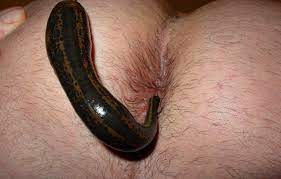 Leech porn