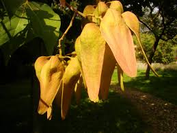 Image result for Firmiana simplex