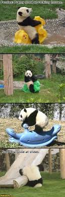 Returded Panda Hodgepodge Funny Pictures Add Funny Panda Funny Animals Funny Animals