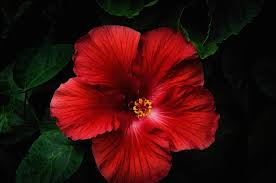 Pin By Zaleha Amin On Kolor Przyrody Wallpaper Backgrounds New Wallpaper Hibiscus