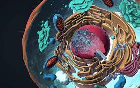 We did not find results for: Cell Organelles Animal And Plant The Definitive Guide Biology Dictionary
