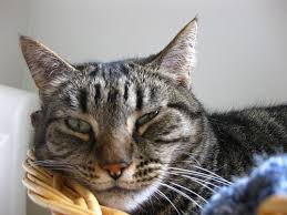 Feline senile dementia typically occurs after a cat reaches 15 years old. Feline Dementia