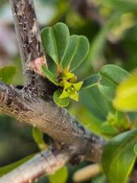 Image result for Rhamnus staddo