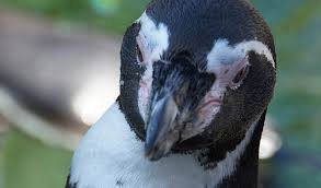 The galápagos penguin is the only species found north of the equator and in the galápagos. Galapagos Penguin Go Galapagos