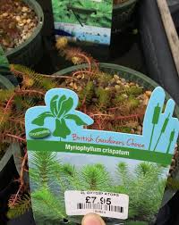 Image result for Laurembergia tetrandra