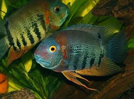 Check spelling or type a new query. Heros Efasciatus Sp Rotkeil Red Shoulder Severum Aquariumvissen Vissen Cichliden