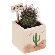 In fact, homemade soil is much better than a commercial potting mix because you can control. Cactus Gardens Live Cactus Plants Cactus Kits Petting Cactus