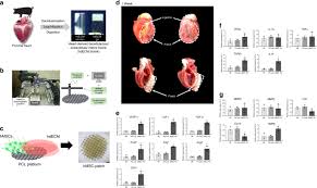 Cells have nuclei and mitochondria b. Dual Stem Cell Therapy Synergistically Improves Cardiac Function And Vascular Regeneration Following Myocardial Infarction Nature Communications