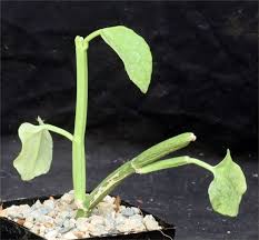 Image result for Cissus rotundifolia